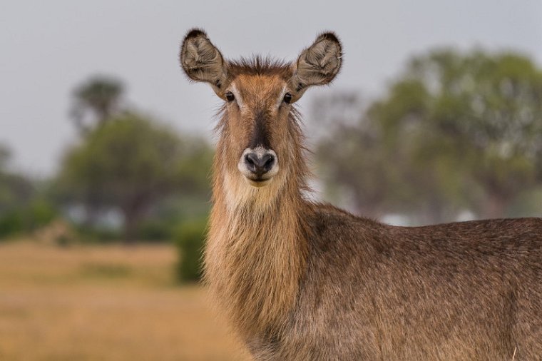 097 Zimbabwe, Hwange NP, waterbok.jpg